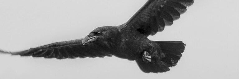 Great_Asuran's profile banner image