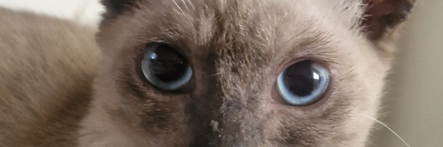 Flaviodetal's profile banner image