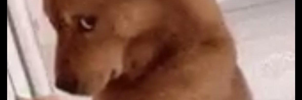 VCTProfetizado banner