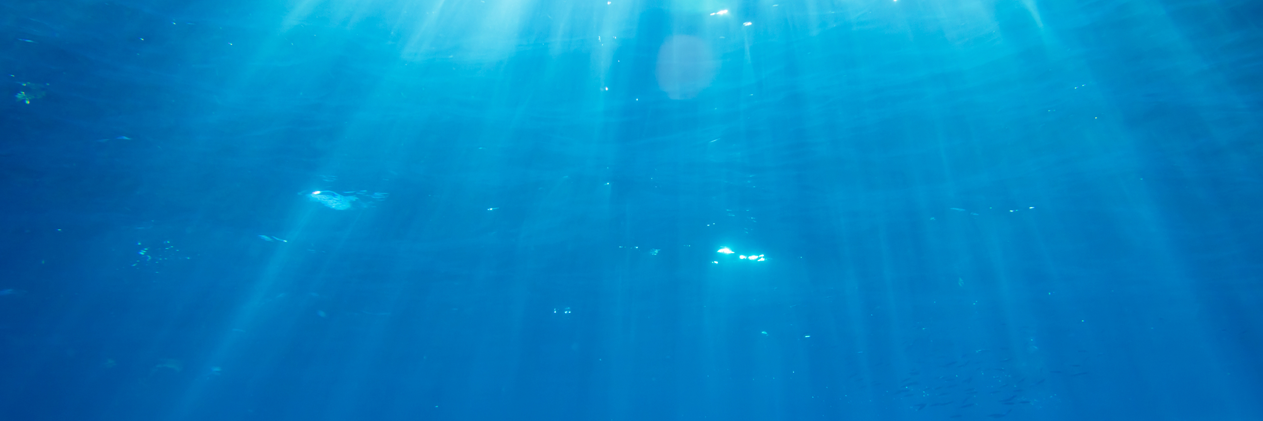 WhalePod's profile banner image