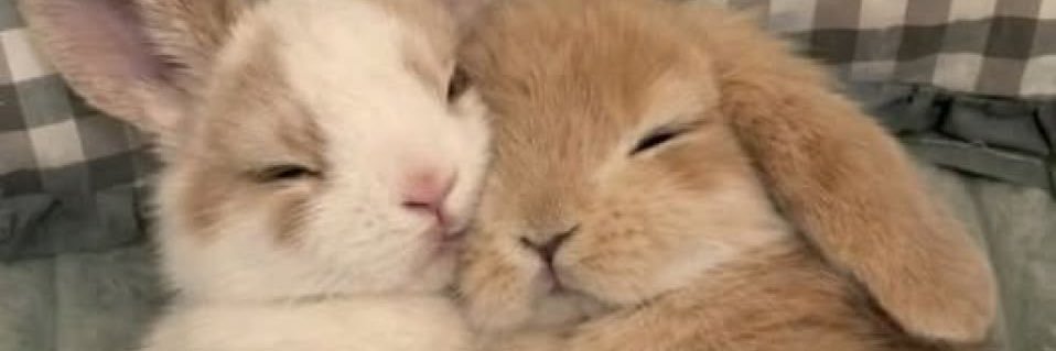 Lillian ✠︎ banner