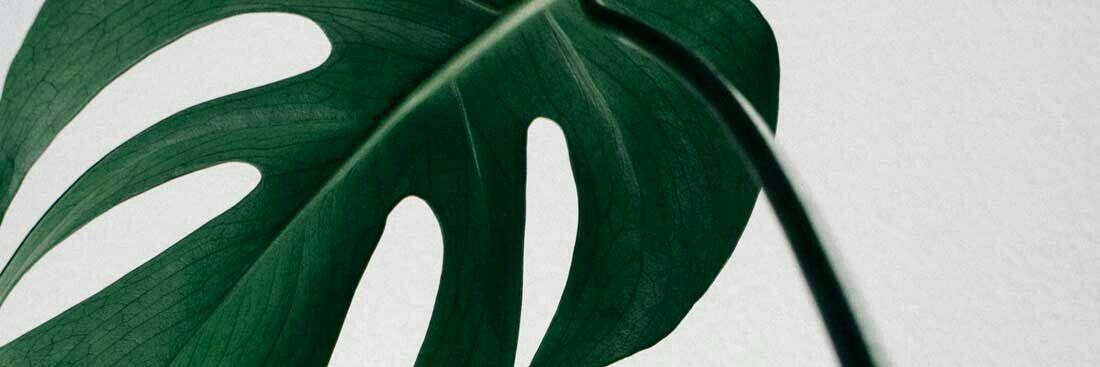 Nadia banner