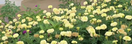 Lily 🌸 banner