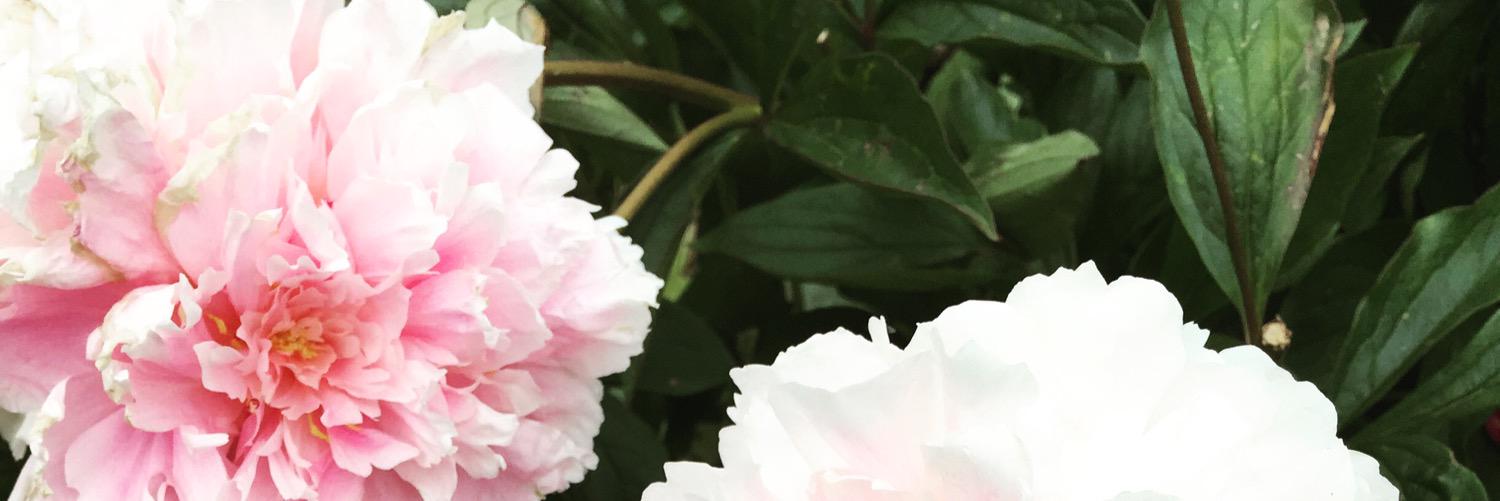 HarrietRyan's profile banner image