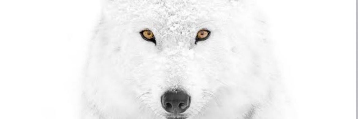 Curious Fellow banner