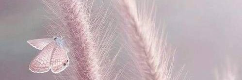 swagger banner
