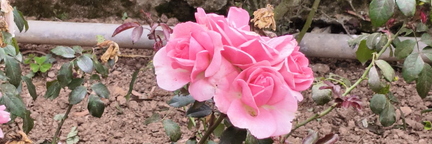 anant17296's profile banner image