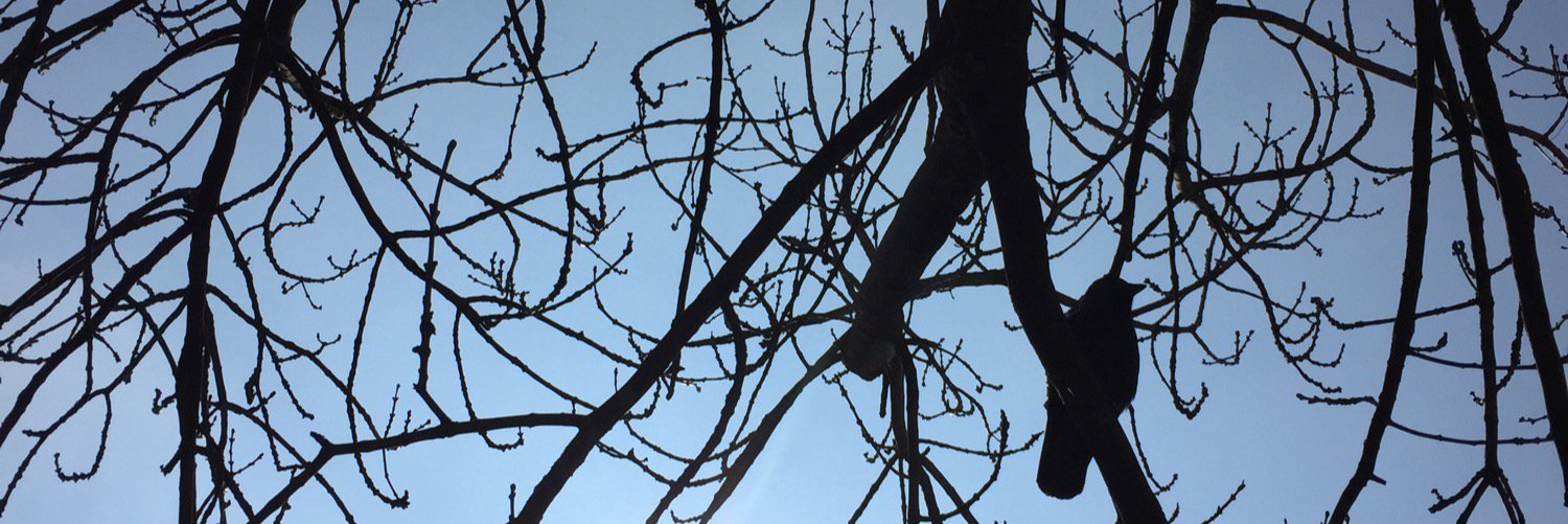 ElsHoogstraat's profile banner image