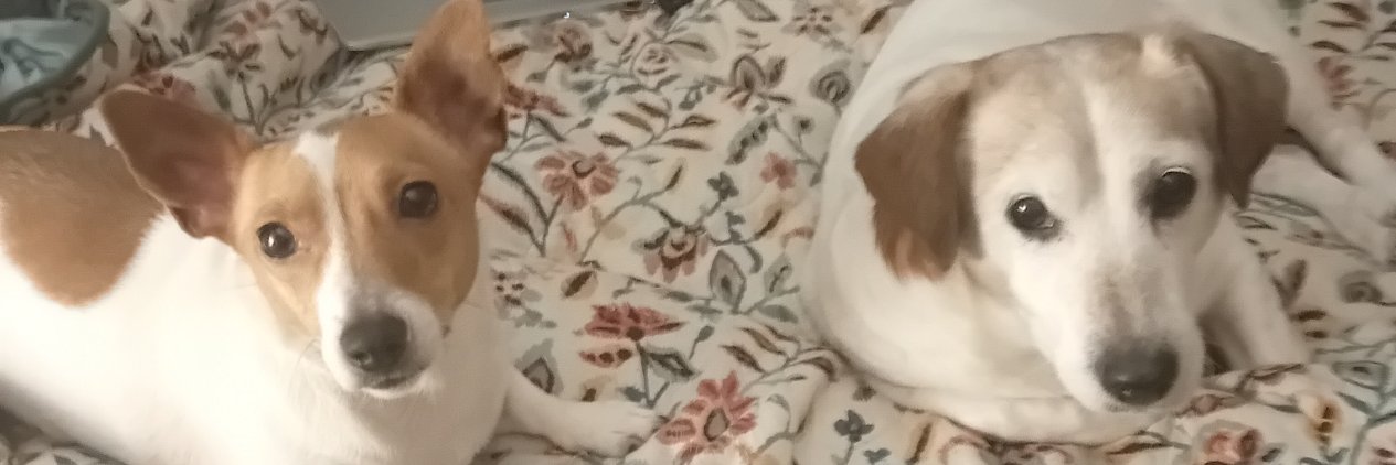 tiny_sage's profile banner image