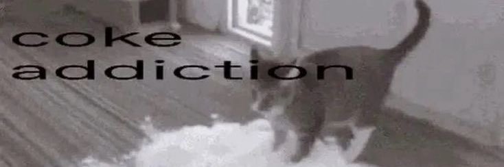 nia 🦇🩸#renewtalamasca banner