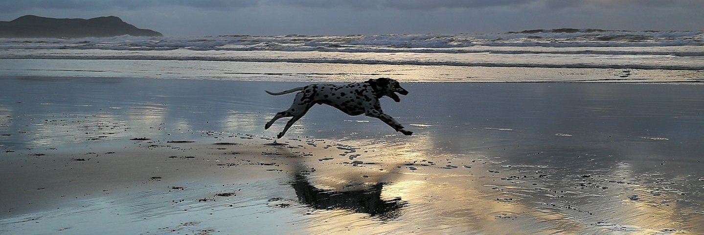 doghousedean's profile banner image
