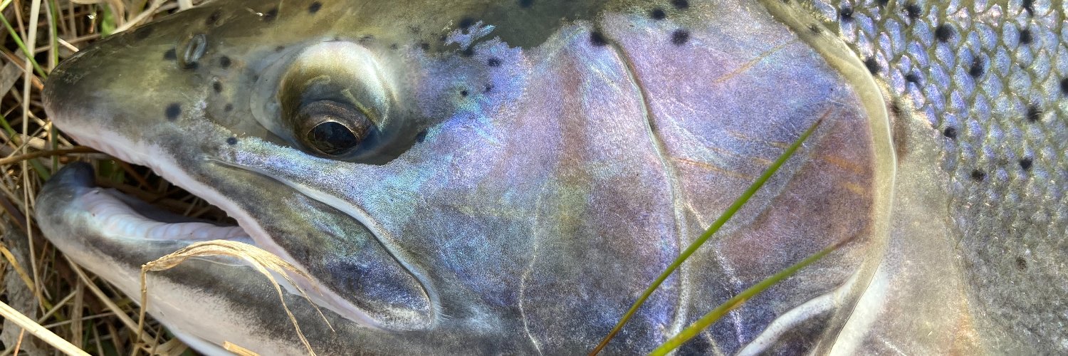 Joe Boomgaard banner