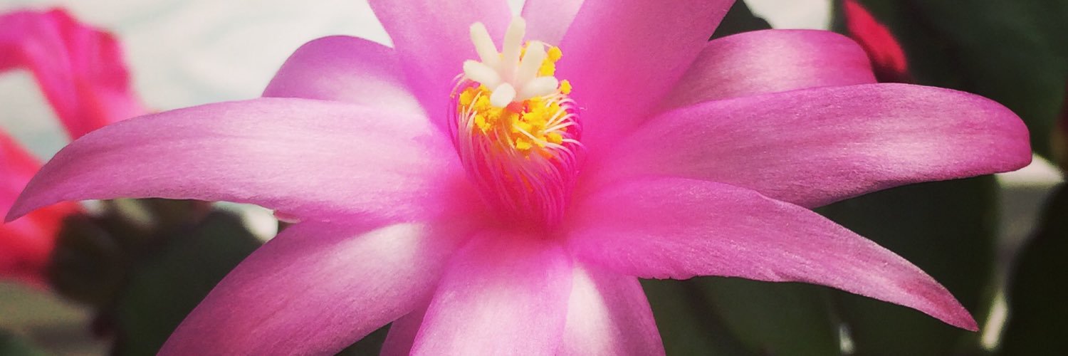 hayleyfletch's profile banner image