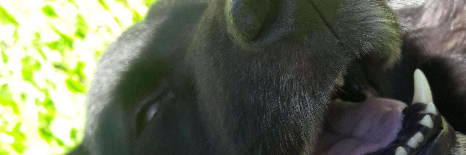 rosarioirazu's profile banner image
