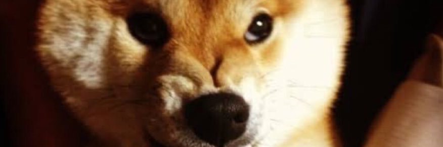 angryshibadog's profile banner image