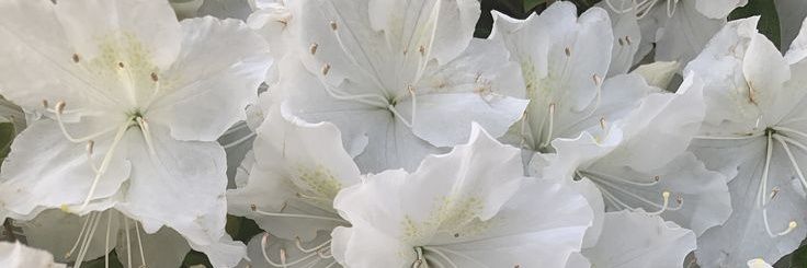 華 banner