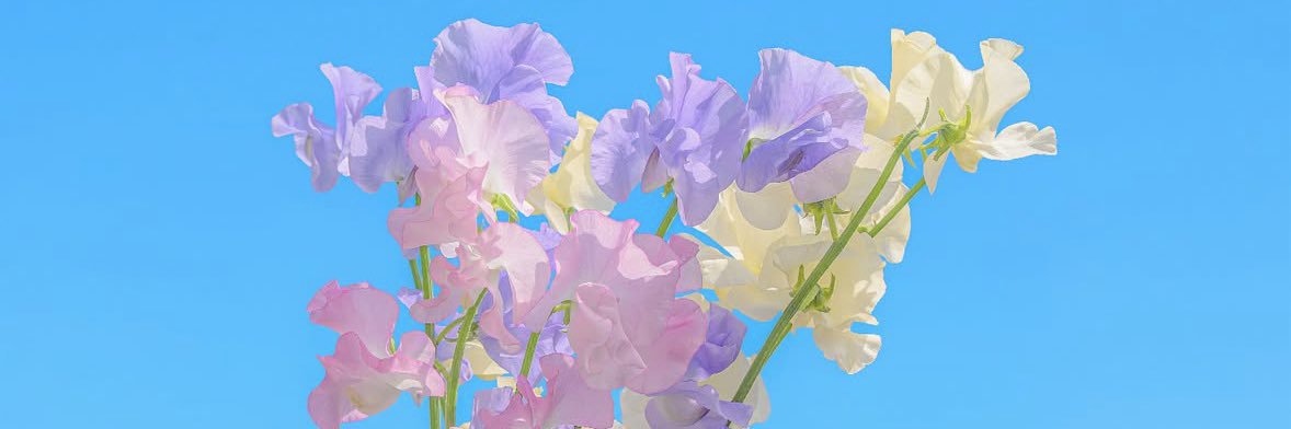 FANT_hono9's profile banner image
