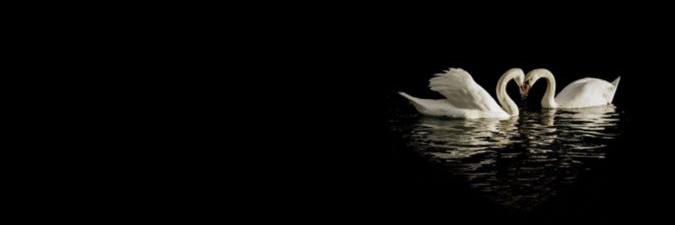 fleuescen's profile banner image