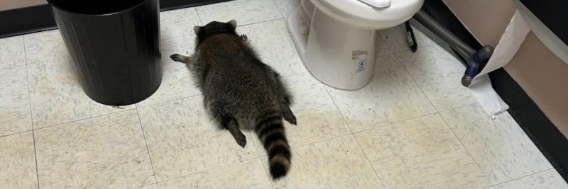 TrashedPanda_'s profile banner image