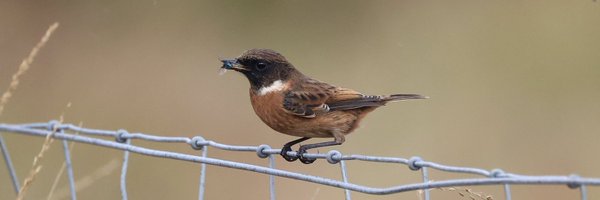 scyrene Profile Banner