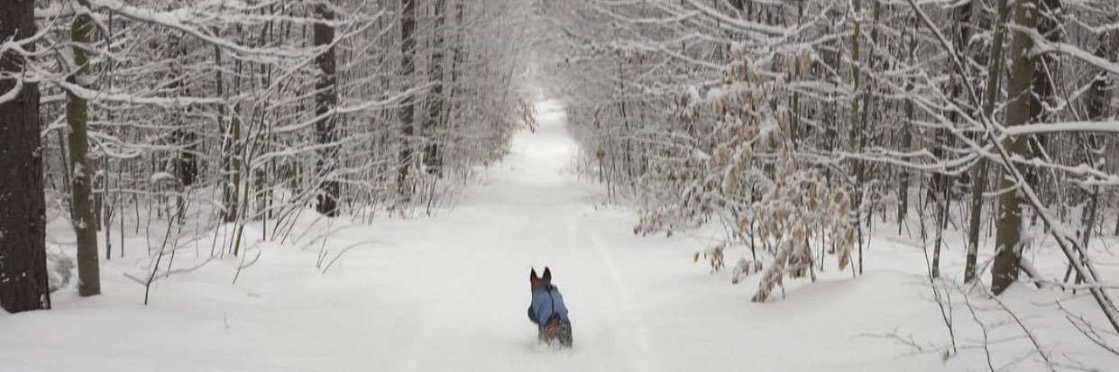 AlisonMCross's profile banner image