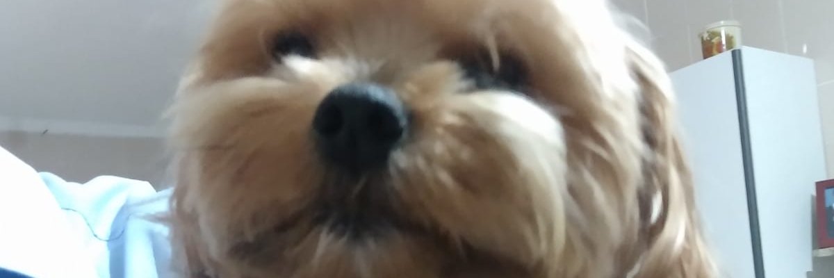 bichudolindo's profile banner image