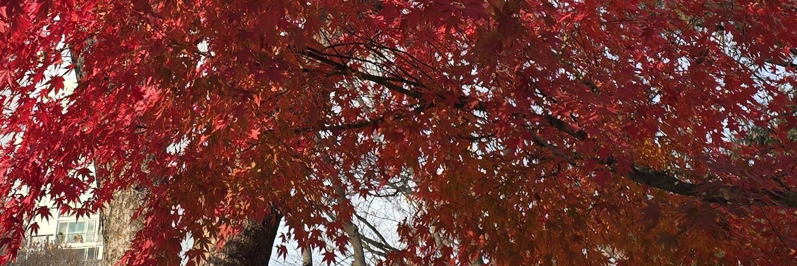 𝓯𝓪𝓵𝓵𝓲𝓷𝓰 banner