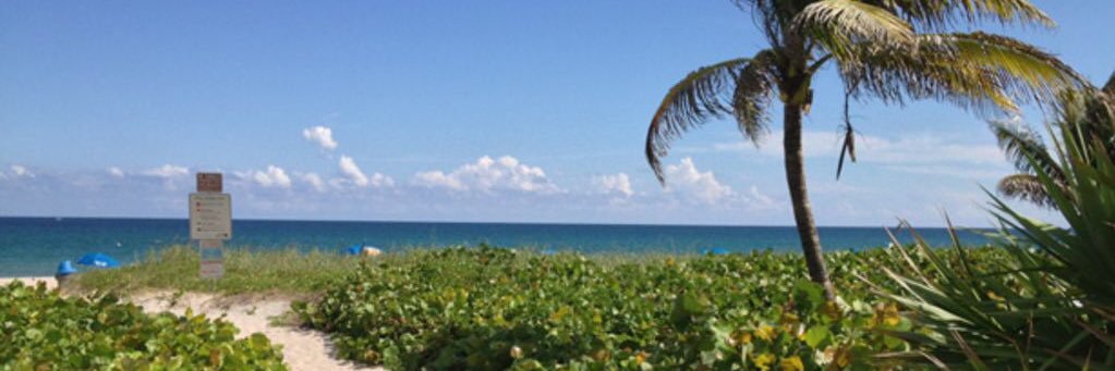 MsBlueFl 🏝️🐬🦎 banner