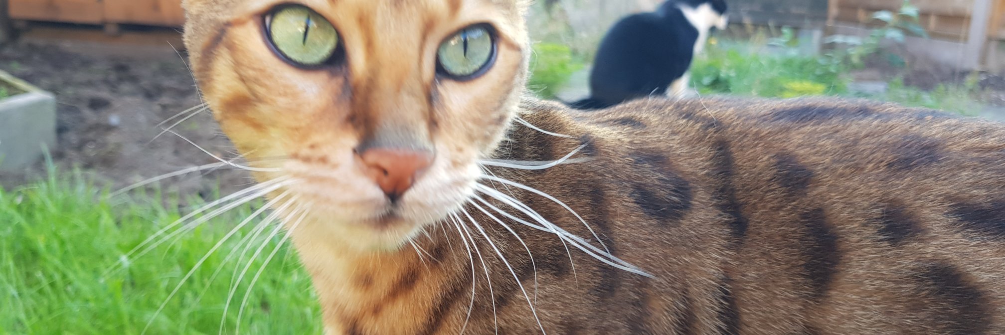 Joanna Hankinson banner