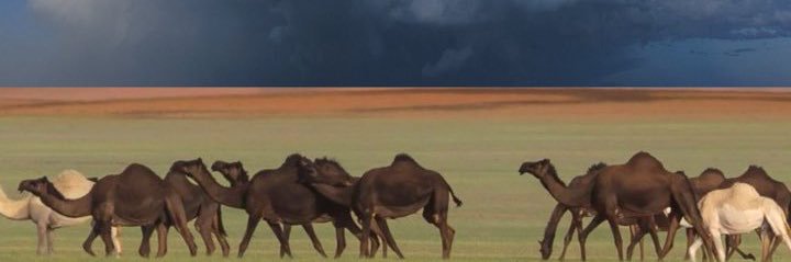 الرحال banner