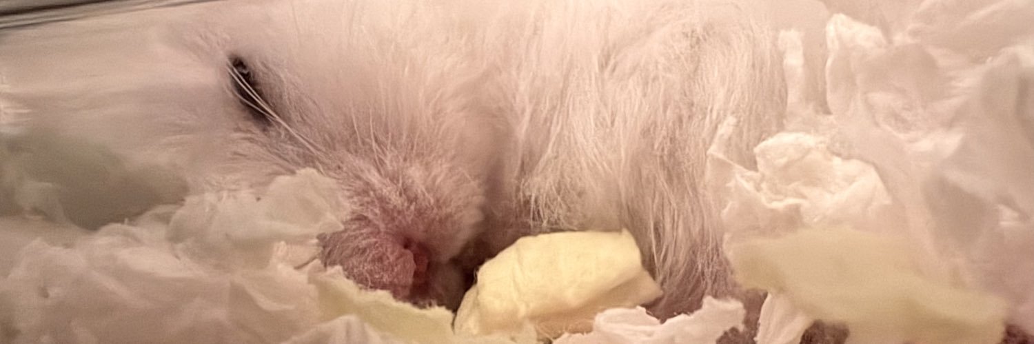 ぴい助ꕤ︎︎ ぽむ助ꕤ︎︎ banner