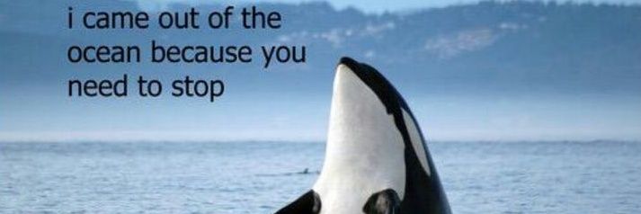 💤 orca 🫍 banner