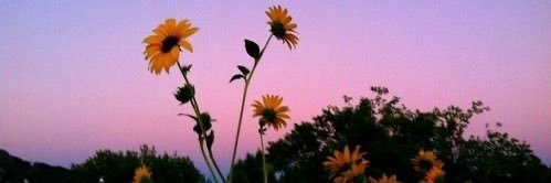 charlottehowee's profile banner image