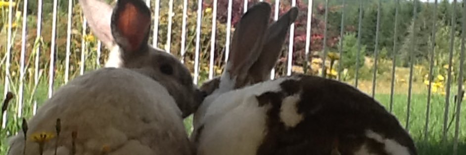 skepticalbunny's profile banner image