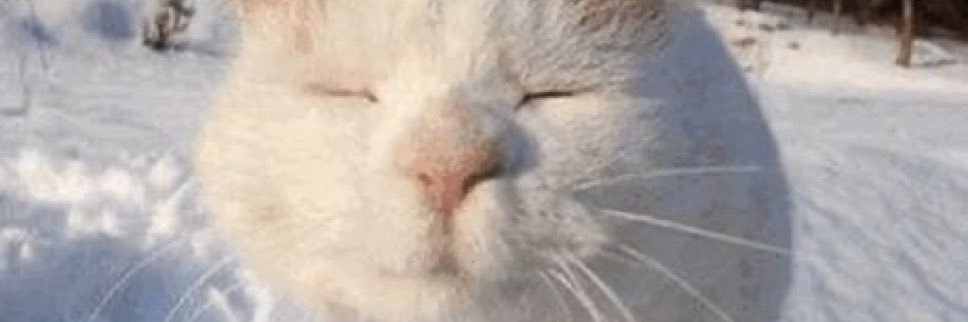 needypupfr's profile banner image