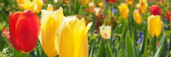 WYDaily Profile Banner