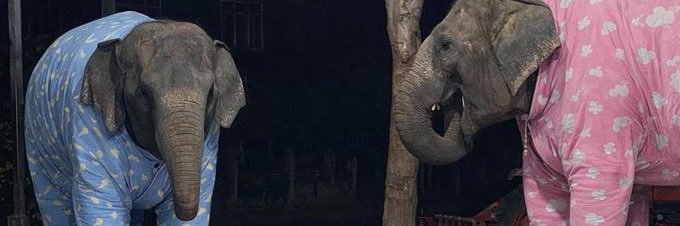 doldanzodosirockjaeryoyakcamerachangigi banner