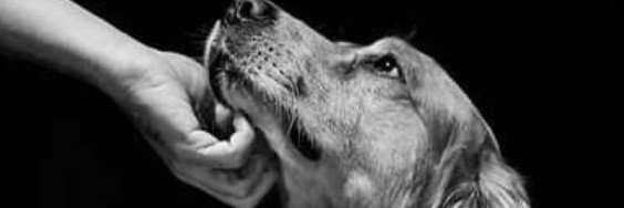 bird_knott77286's profile banner image