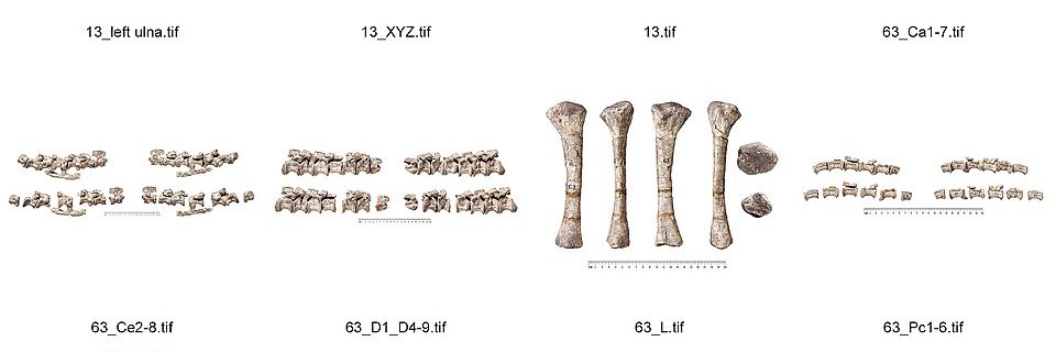 ᴡᴘ ᴀʀᴀᴅᴇ banner