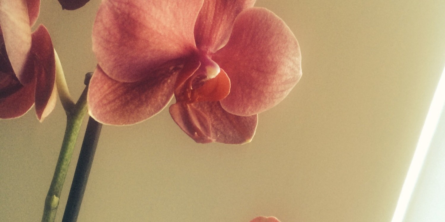 romanyedge's profile banner image