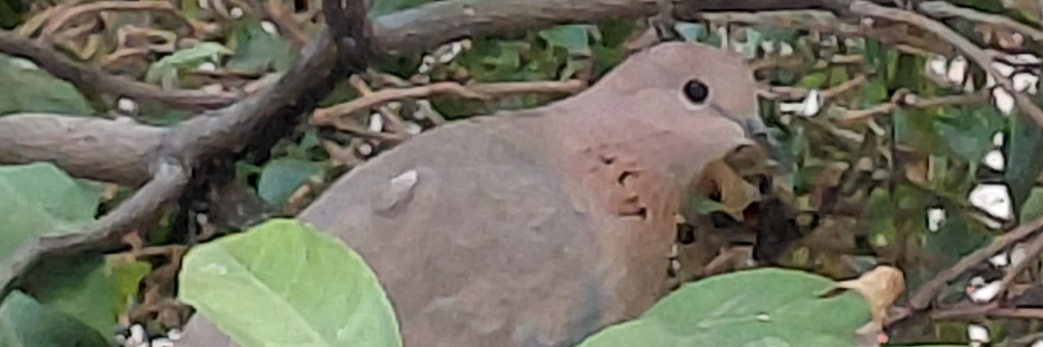 gptsunade's profile banner image