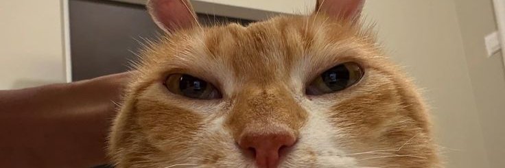 Seraphify's profile banner image