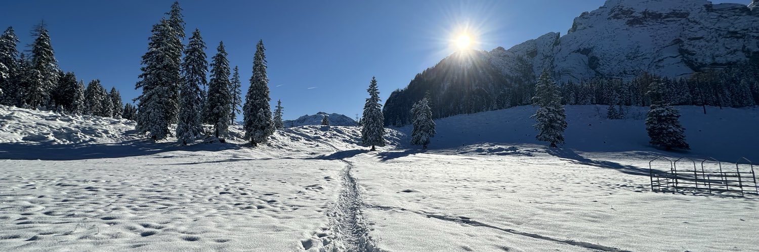 ThomyMayoAvocado banner