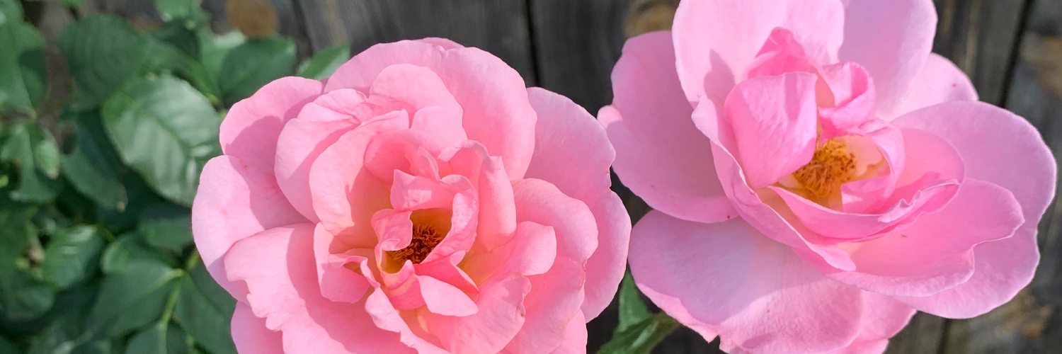 tara811's profile banner image