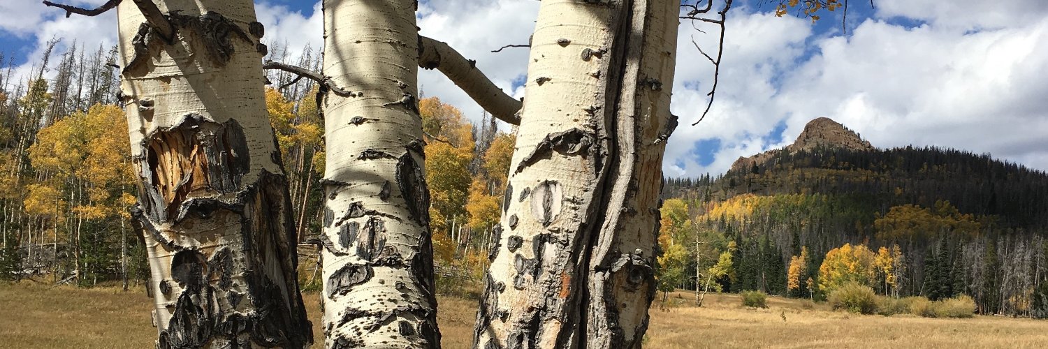 maddockscorey banner