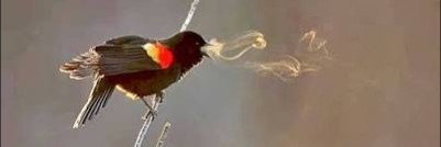 psychic_terror banner