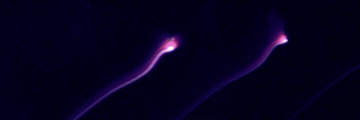 echotheshmecko's profile banner image