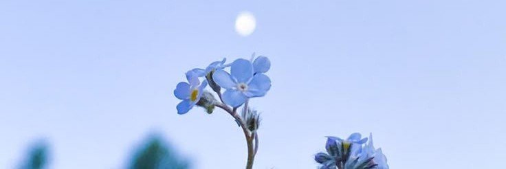 ZeskaAngelineMD's profile banner image