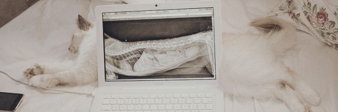 ༒ banner