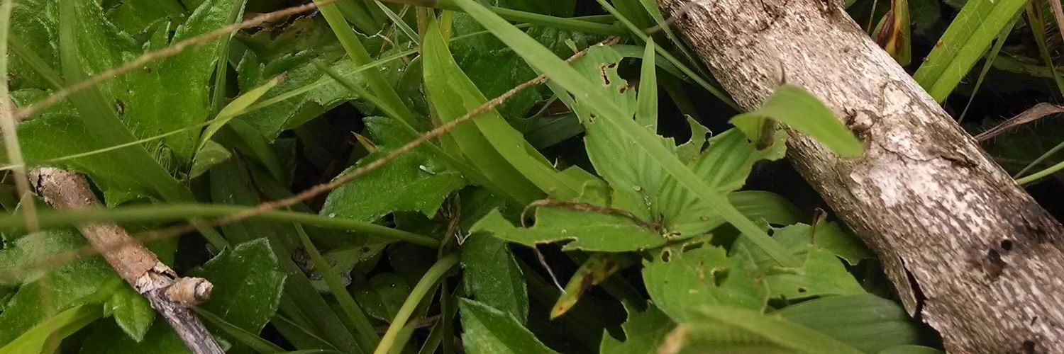 aidaporrasm's profile banner image
